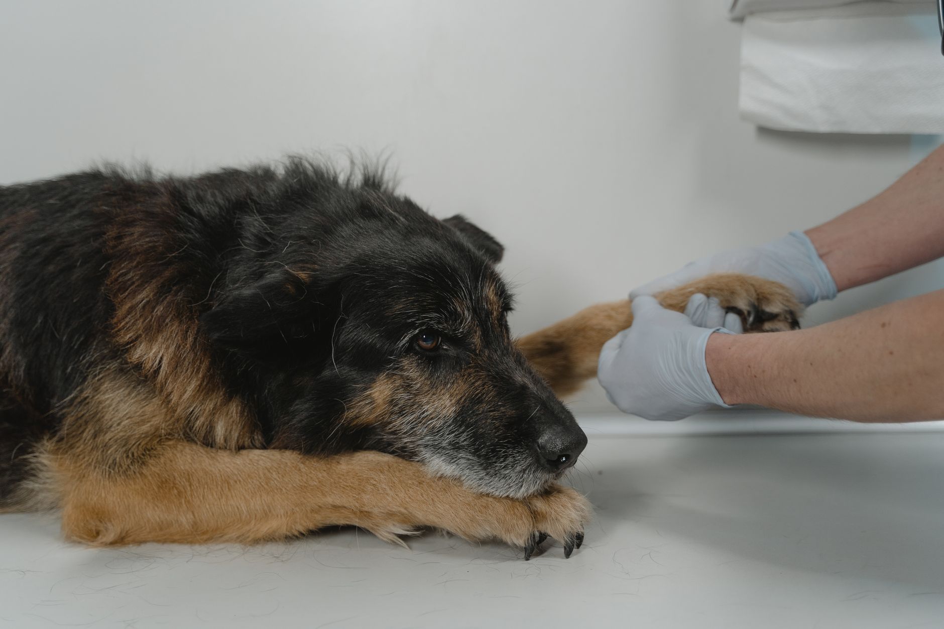 Urla’da kedi ve köpek topallık ve ortopedik muayene